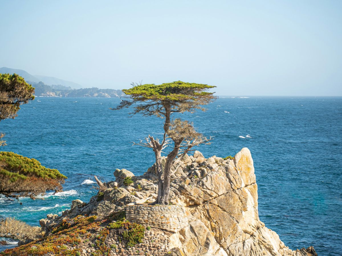 A windswept cliffside tree overlooks the blue sea, rugged rocks, and distant coastline, painting a serene, windswept coastal scene.